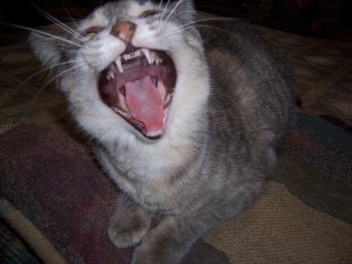 Our female cat Sha-lie...with a toothy "Hah-Hah" e - Shortly after a funny incident in our home we managed to snap this photo of our year and half old female cat Sha-lie...sharing a big toothy grin along with us!