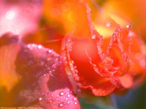 rose - roses