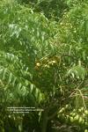 A neem tree - Neem tree