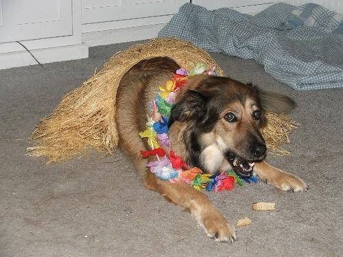 karma - this was my dog karma on halloween