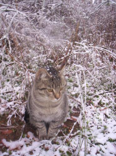 One of the cats in the snow. - One of my tabby cats in the snow trying to figure out what was going on.