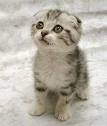 cutie - Sweet kitten
