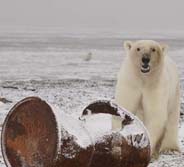 Save Alaska's Imperiled Polar Bears from Toxic Oil - Tell your Representative to put polar bear protection first ... and stop the sale of new oil leases in Alaska’s prime polar bear habitat.