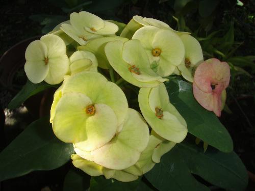 Euphorbia Milli - Pretty flowers..... scary thorns....