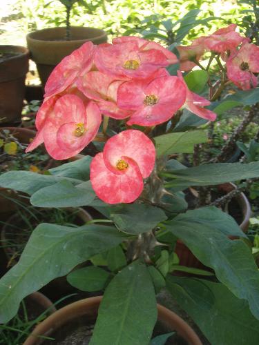 Euphorbia Milli - Pretty flowers.... scary thorns.....