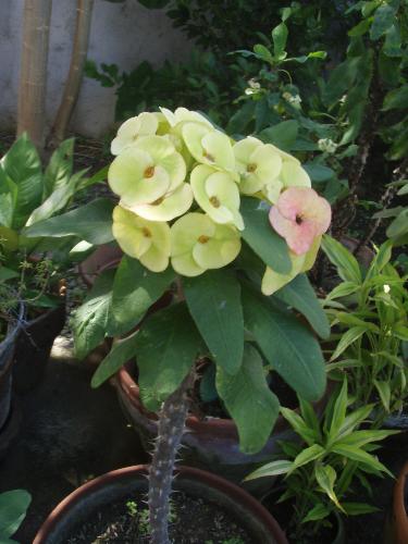 Euphorbia Milli - Pretty flowers..... scary thorns.....