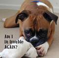In Trouble - Dog in trouble again