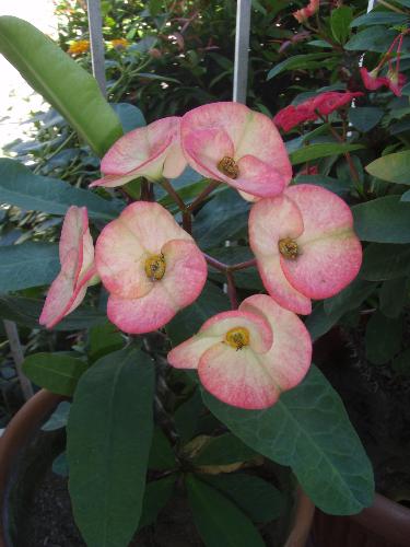 Euphorbia Milli - Pretty flowers..... scary thorns.... they need constant sunlight...minimal water...... loving caretaker