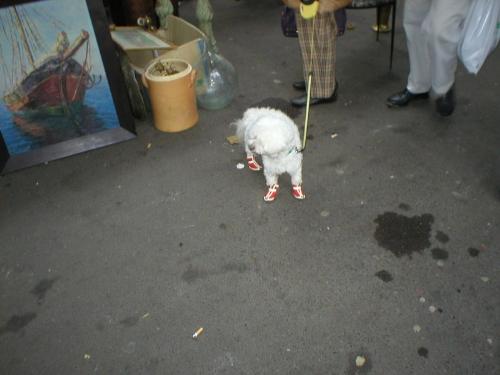 Dog in boots - Interesting dog outfit I encountered last month in Paris