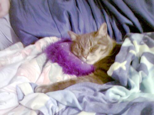 My Baby Boy Sleeping - This is my baby boy Buddy sleeping very comfy in my daughter's bed.