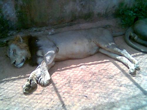 Tiger - it is very important for animals but now he is sleeping,his name was raman it will be in vandalor zoo.Dont think it is my tiger,i know the name becoz i went to zoo and get it.......