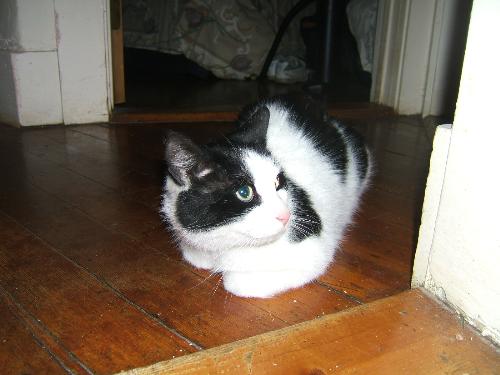 Bigguy's first picture - My new cat Bigguy!