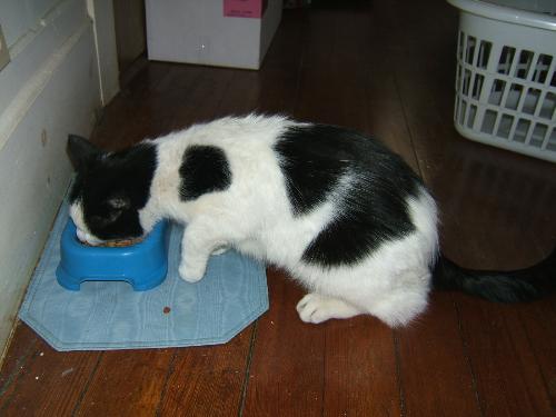 Finally enjoying food and water. - finally eating
