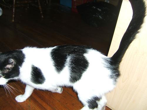 My Bigguy....what breed is he? - bigguy my cat My Bigguy....what breed is he? - bigguy my cat