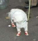 Close up on said dog - Dog in Paris