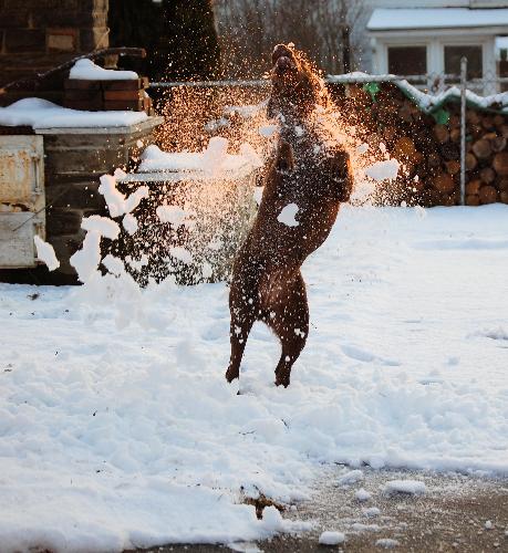 covered in snow - My chessie helping shovel the driveway, or not
