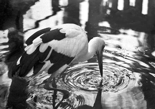 Photo of an Ibis Drinking - image of an ibis