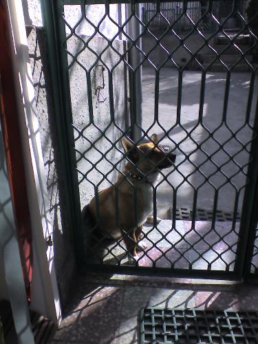 Doggy - What a well educated dog!?