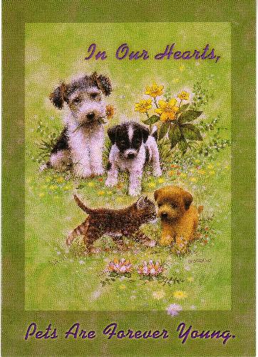 Card from Vetrinary Clinic when our dog Tasha pass - When we had our dog Tasha cremated on Janurary 14th, 2008 the Veterinary Clinic included this lovely card with her ashes. We choose to honor our pets when they are put to rest.