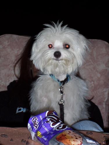 Our friend's dog Toby-Lou - This is our friend's dog...a cute 2 year old Maltese...smart and very feisty!