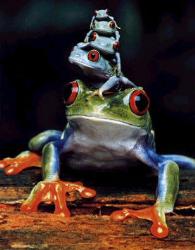 Frog Pile - Frog Pile