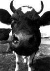 cows - sapi metal