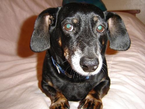 Our Dauschaund - Cody, our little black dog.