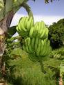 Green Bananas - bananas still on the tree before picking. They are still green when they are picked.