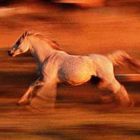 Run  - Run pony run.........