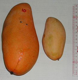Mango - Two large mangos