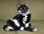 One of the homeless animals we rescued - We found a loving home for this little guy.