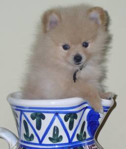 Cute teacup Pomeranian - They are so tiny that it's hard to imagine sometimes. How do you keep from losing them?