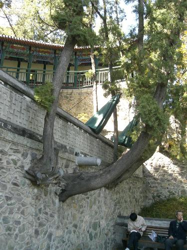 Trees growing uniquely - Unique trees from Tianjin, China