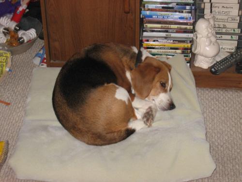 Lazy Buster - Prior to cleaning the house Lazy Buster - Prior to cleaning the house