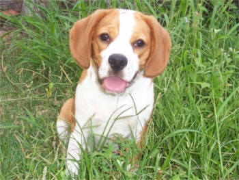 Dogs - a cute dog