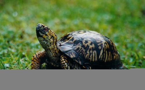 turtle - a turtle i like