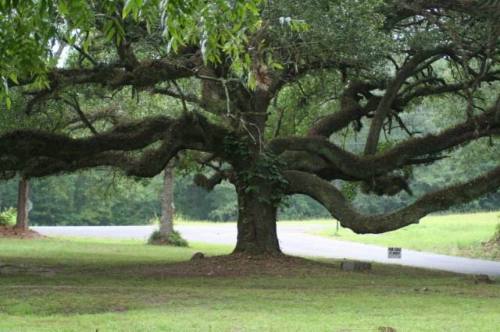 Very old tree - An old oak tree, over 100 years old.