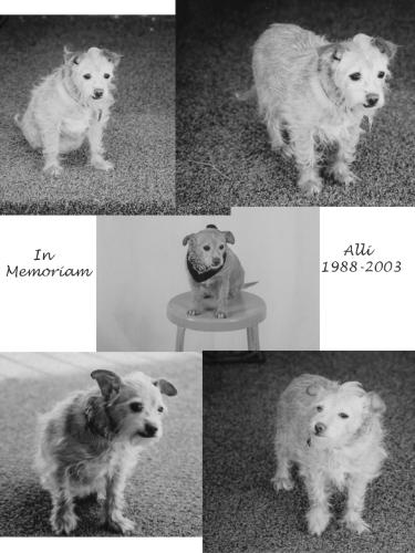 dogs, pets, animals, chihuahua, terrier, Alli, fri - dogs, pets, animals, chihuahua, terrier, Alli, friend, companion, pal