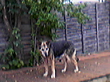 Sally - My beautiful dog Sally, we had to have her put to sleep,sadly, three years ago now. We all still miss her,she was such a loving dog and very gentle. I feel she is still with us in spirit though. Bless her.