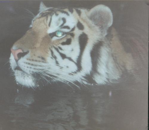 Mike The Tiger - This is Mike, the new mascot for LSU.