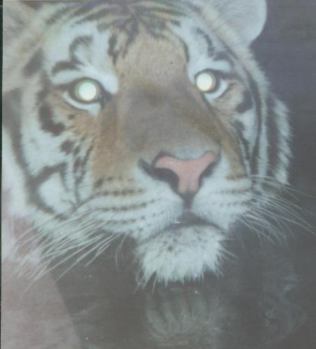Mike the Tiger - Another shot of Mike the Tiger I took at his exhibition habitat. He is awesome!