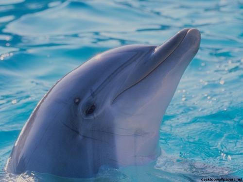 Dolphin - Close up of a bottle nose dolphin