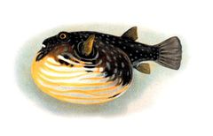 Puffer Fish - Puffer fish from Wikipedia