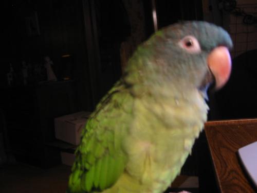 My Blue Conour - This is Blue - Or, as I call him more often 'Boo Bird'... He is my friend, but mine only... He chases every one else out the door if he is out of the cage which is often.. It took me 2 years to get him to trust me and now he does not want to leave me alone..He especially likes to ride on my shoulder when I run the sweeper..