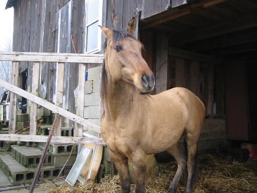 Chaz - My registered quarter horse... He is my special friend..
