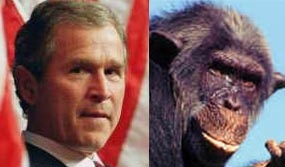 bush or chimp - This is joint foto of bush and a chimp. the chimp looks more handsome, doesnt it?