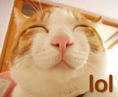 cats - lol cat