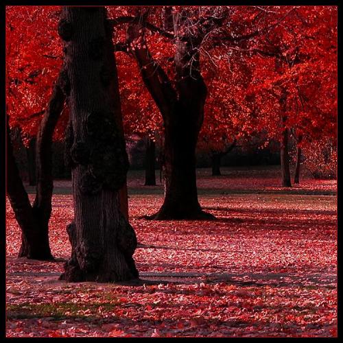Art - Beautiful nature picture with red autumn leaves.