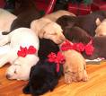 all in the family - dogs sleeping