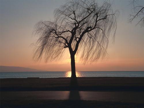 Shape of an isolated tree - Downloaded from Edenpics.com